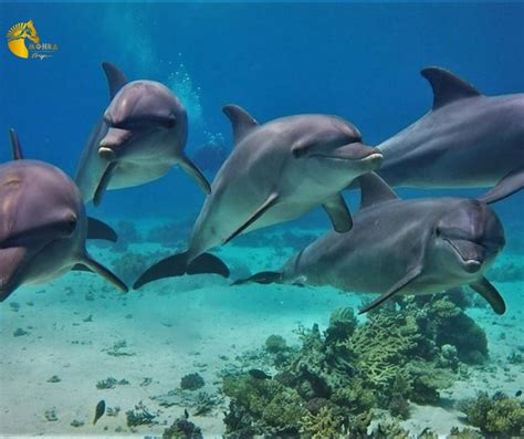 Hurghada Dolphin House Watersports: A Review