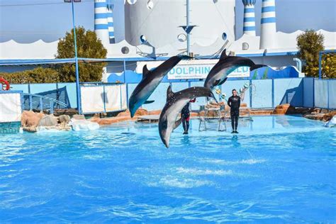 Hurghada Dolphin World Show: An Honest Review with Tips