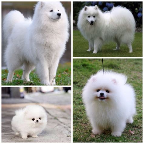 Husky Pomeranian Husky Samoyed Dog: A Unique Breed