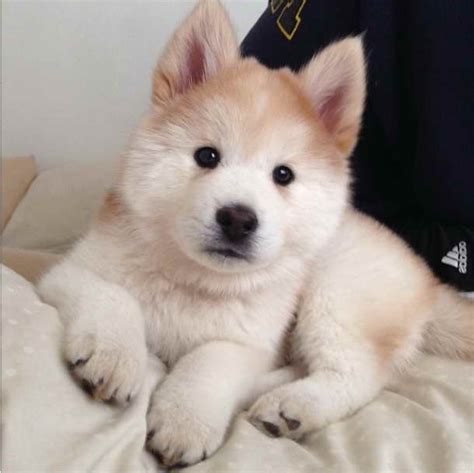 Chow Chow And Husky Mix Puppies For Sale PETSIDI