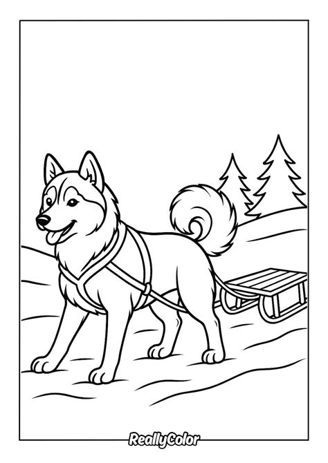 Husky Color Pages