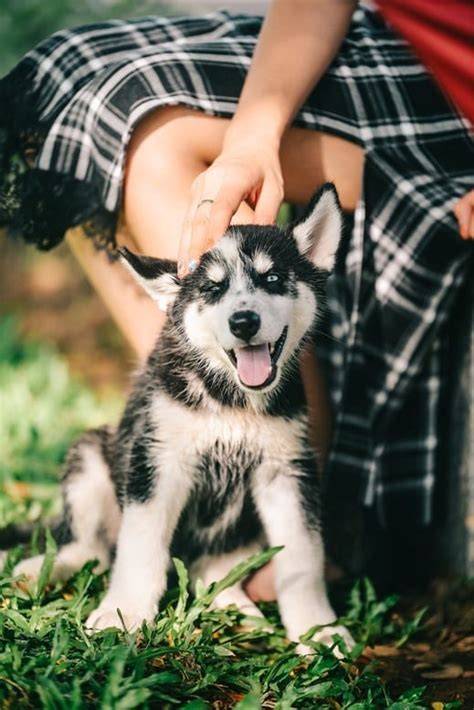 Husky Dog Bond