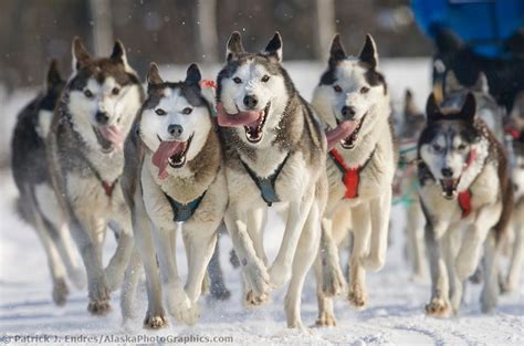 Husky Dog Team