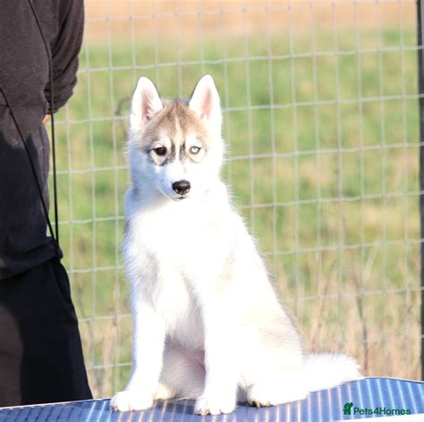 Siberian Husky Puppies for sale in UK 91 used Siberian Husky Puppies