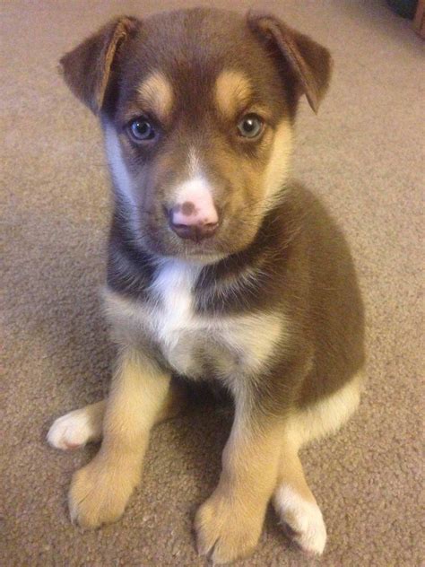 Husky German Shepherd Lab Mix White