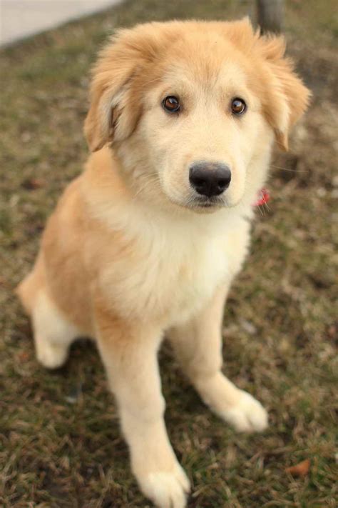 Cutest Husky Mix Husky mix, Dog shedding, Mixed breed dogs