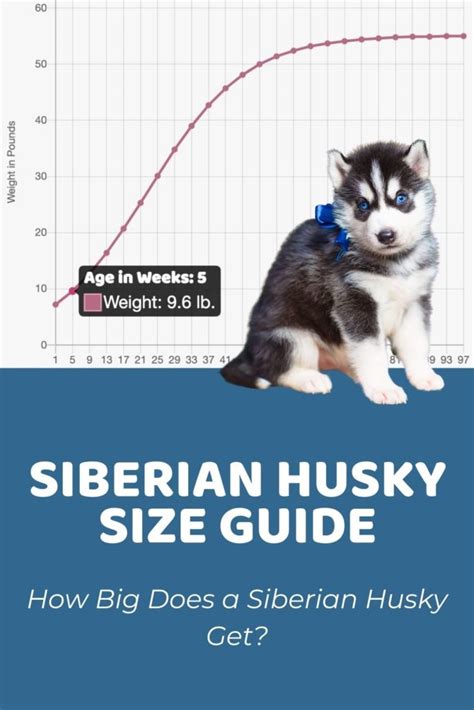 Husky Growing Chart