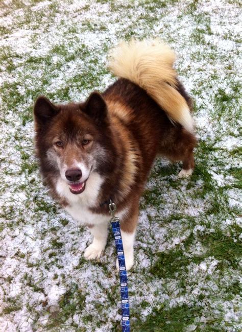 My sweet baby Dakoda! Samoyed. One blue eye and one brown eye. Canine