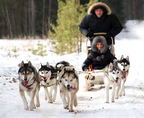 Husky Sled Tour