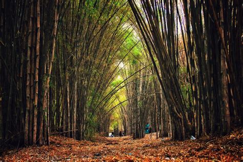 Hutan Bambu Surabaya Kesejukan Di Tengah Kota Agustus 2021 - TravelsPromo