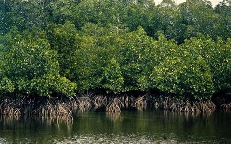 Hutan Pendidikan Mangrove