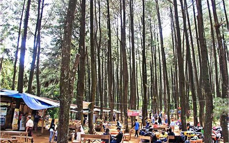 Hutan Pinus Gunung Geulis