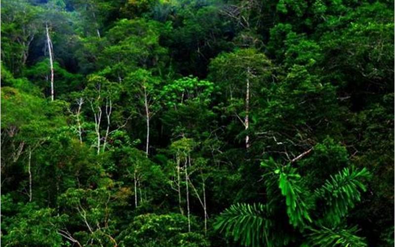 Hutan Tropis Yang Liar