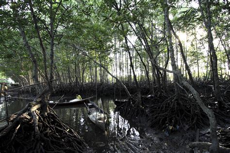 Hutan Bakau Tanjung Pinang