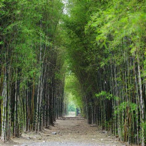 Hutan Bambu Keputih