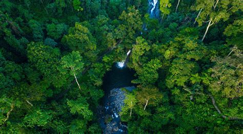 Hutan Hujan Tropis Kalimantan