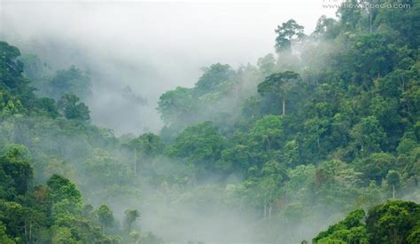Hutan Hujan Tropis di Suriname