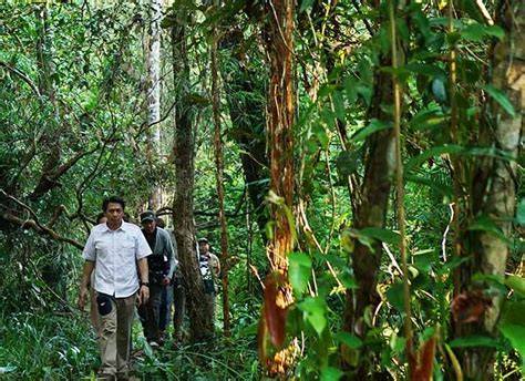 Hutan Katingan