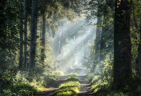 Hutan Mistis