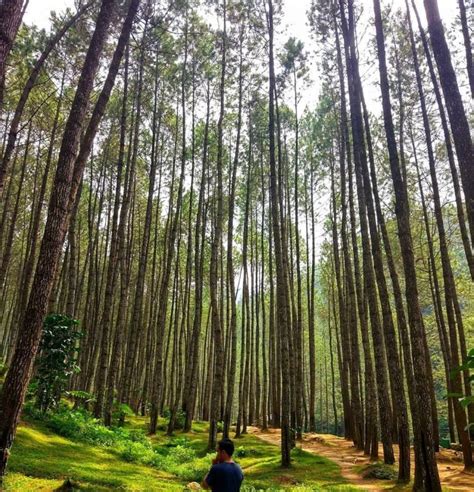 Hutan Pinus Ciherang