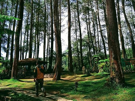 Hutan Pinus Cikole