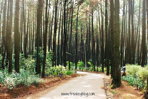 Hutan Pinus Gunung Pancar