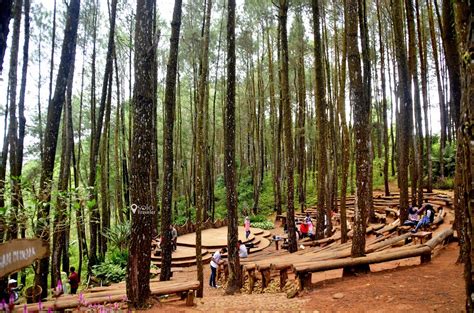 Hutan Pinus Mangunan Bantul