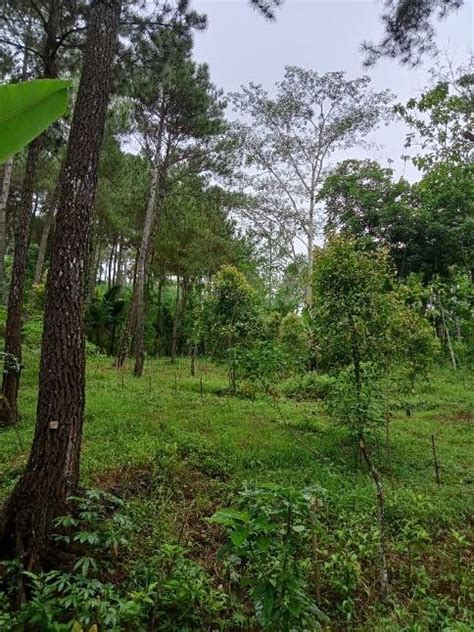 Hutan Pinus Pathuk