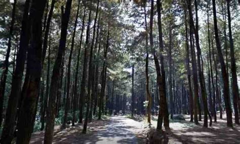 Hutan Pinus Sentul