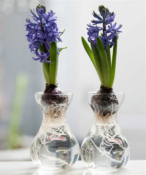 Hyacinth Bulbs