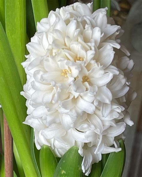 Hyacinths: Fragrant Delights
