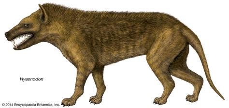 Hyaenodon Fossil