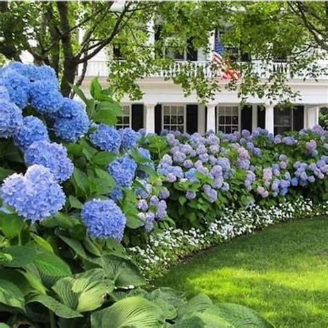 33 Beautiful Hydrangea Design Ideas Landscaping Your Front Yard
