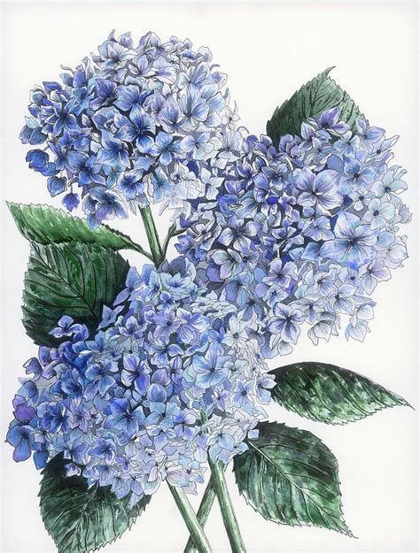 Stunning Hydrangea Print Designs for Your Home Decor