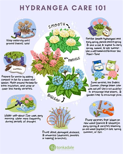 Hydrangea Bouquet Care Tips