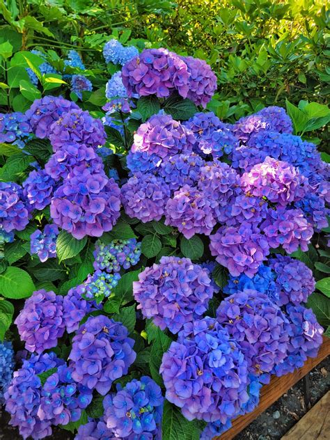 Hydrangea Variety