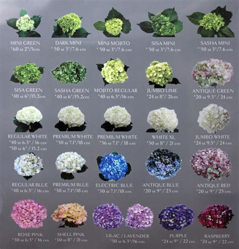 Hydrangea Variety Chart