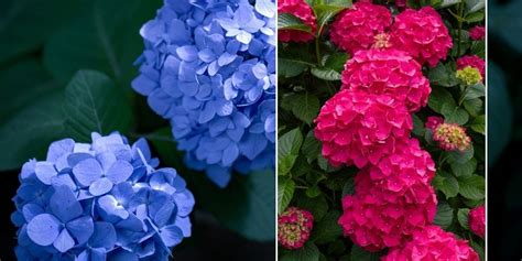 Hydrangeas Changing Hues of Blue