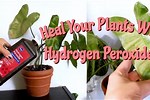 Hydrogen Peroxide Houseplants