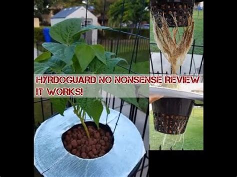 Hydroguard Root Rot