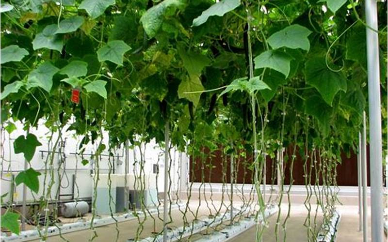 are hydroponic cucumbers healthy