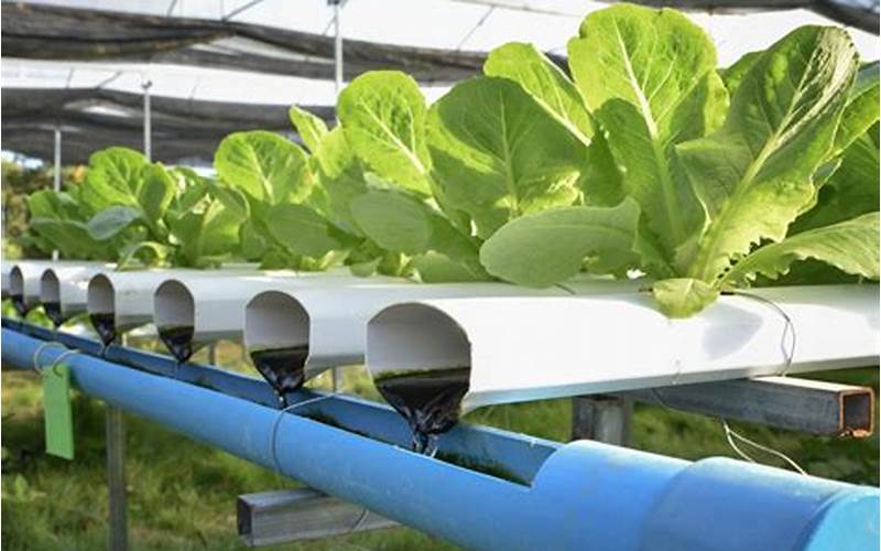 what's hydroponic farming