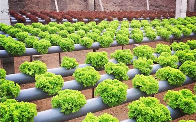 what vegetables can you grow in a hydroponic system