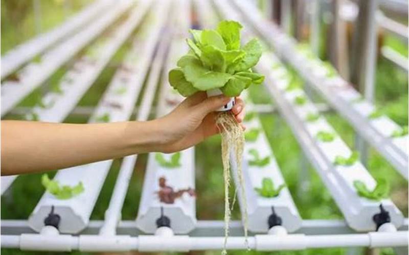 Hydroponic Nutrients For Plants