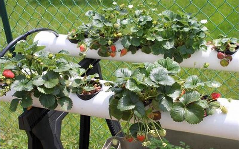 how to grow strawberries indoors hydroponically