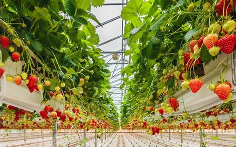 are hydroponic strawberries healthy
