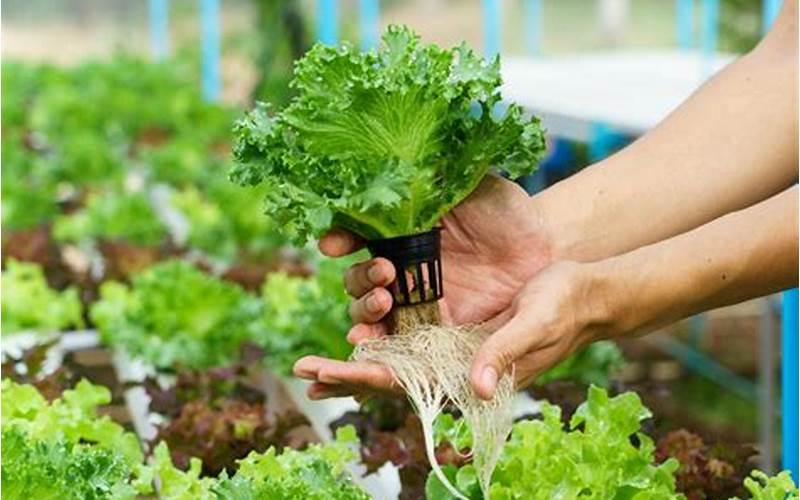 how to grow hydroponic vegetables