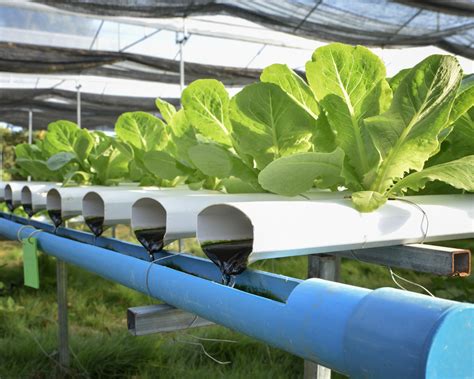 Hydroponic Agriculture
