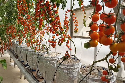 Hydroponic Tomato Seedlings Caring
