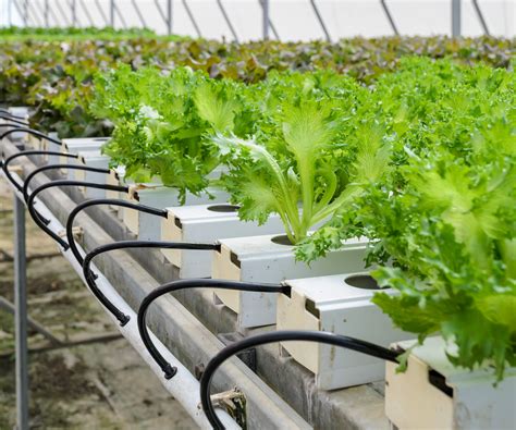 are hydroponic crops as nutritious and flavorful as dirt grown